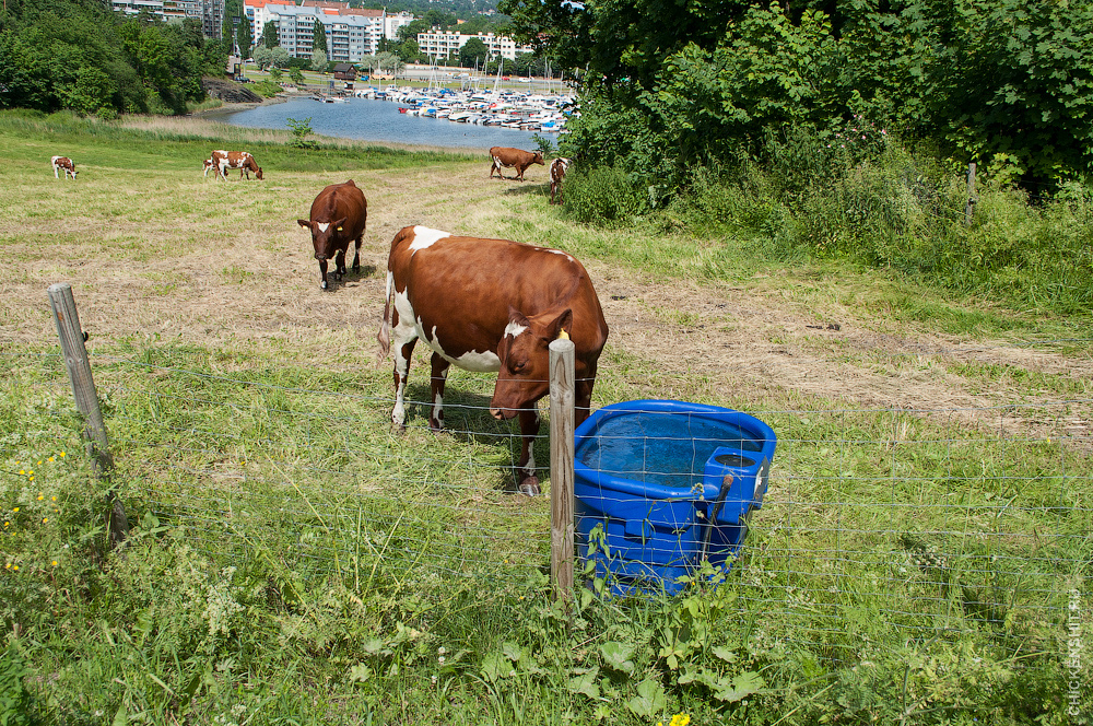 Норвежская корова