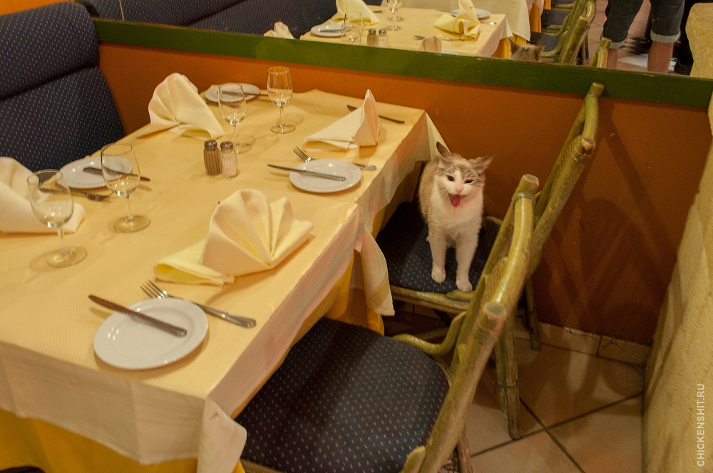 Коты в ресторане Брюсселя